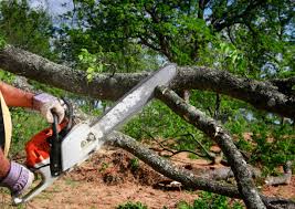Best Pest Control for Lawns  in Charlottesville, VA