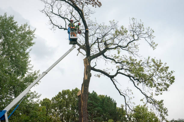 Best Utility Line Clearance  in Charlottesville, VA