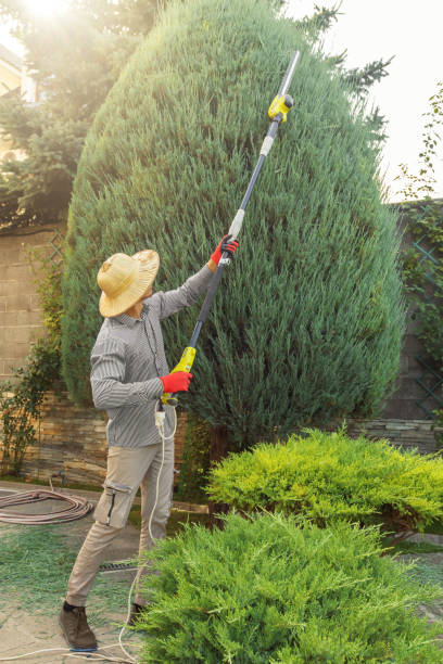 Best Lawn Drainage Solutions  in Charlottesville, VA